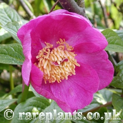Paeonia veitchi