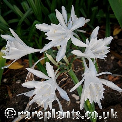 Pancratium canariense