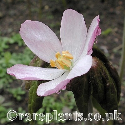Podophyllum hexandrum Pink