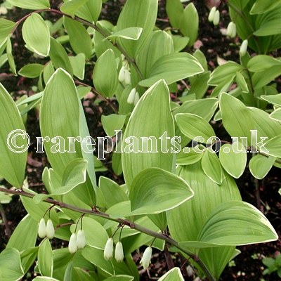 Polygonatum japonicum variegatum