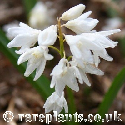 Puschkinia scilloides Snowdrift