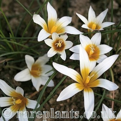 Romulea bulbocodium leichtliniana