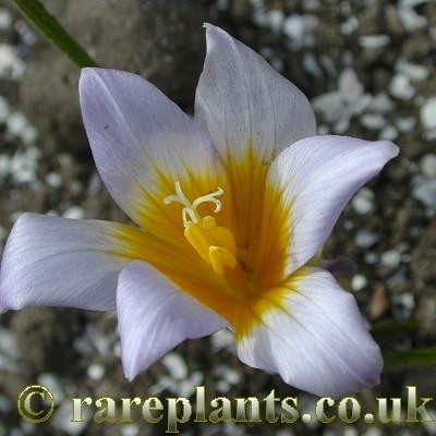 Romulea nivalis