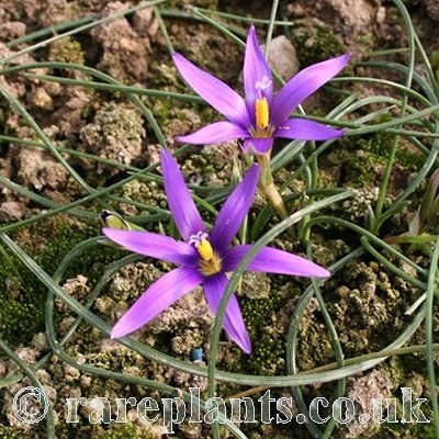 Romulea tempskyana