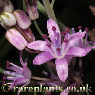 Scilla autumnalis Titan