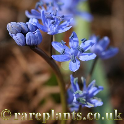 Scilla danubialis