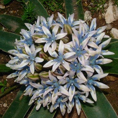 Scilla dimartinoi
