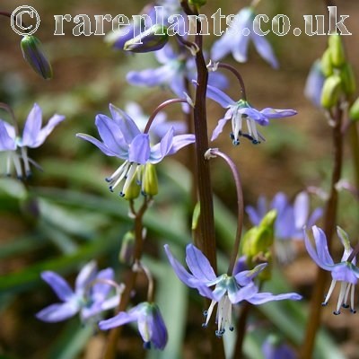 Scilla hohenackeri BSBE.559