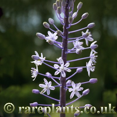Scilla hyacinthoides