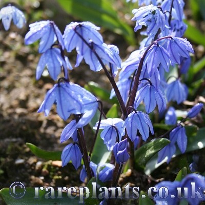 Scilla ingridae