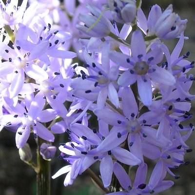 Hyacinthoides lingulata lingulata