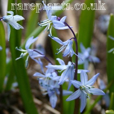 Scilla mesopotamica