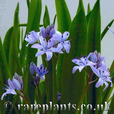Scilla monophylla