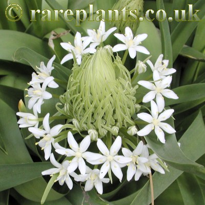 Scilla peruviana alba