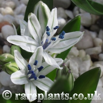 Scilla puschkinioides