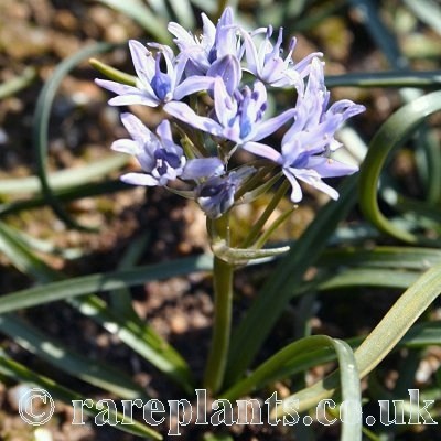 Scilla verna