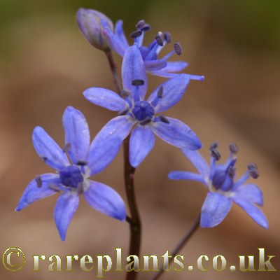 Scilla vindobonensis