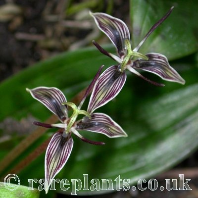 Scoliopus bigelowii