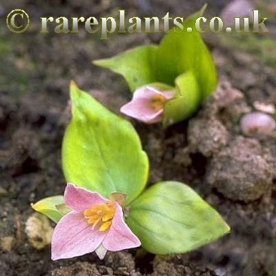Trillium hibbersonii
