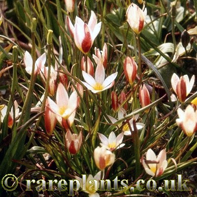 Tulipa clusiana