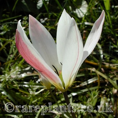 Tulipa clusiana cashmeriana
