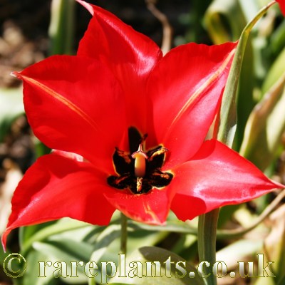 Tulipa lanata stoloniferous