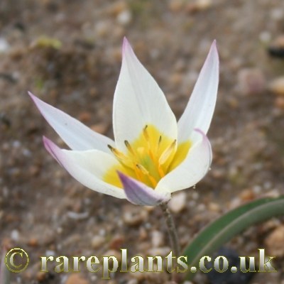 Tulipa orthopoda