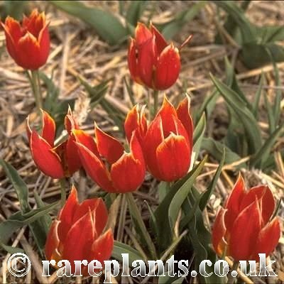 Tulipa schrenkii