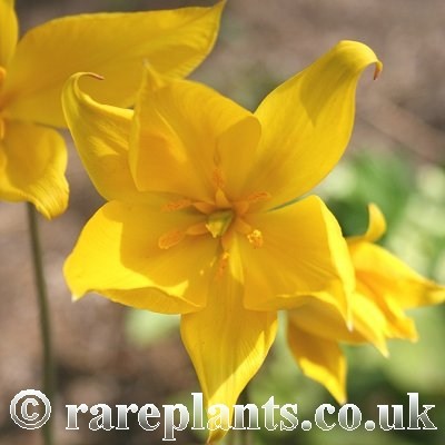 Tulipa sylvestris Tabriz