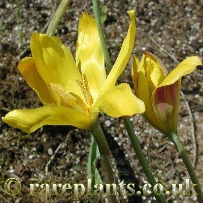 Tulipa tetraphylla