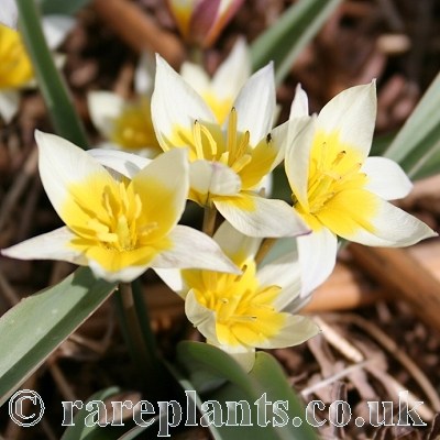 Tulipa bifloriformis Starlight