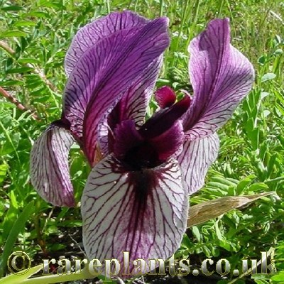 Iris darwasica