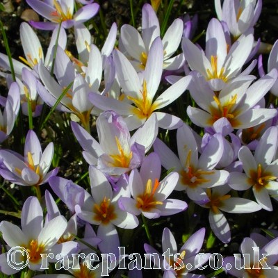 Crocus pestalozzae violaceus