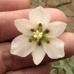 Fritillaria albidoflora