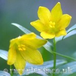 Fritillaria camschatcensis flavescens