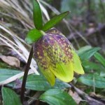 Fritillaria davidii