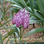 Fritillaria hupehensis
