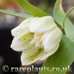 Fritillaria japonica koidzumiana
