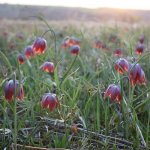 Fritillaria meleagroides