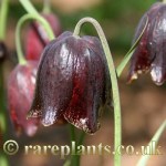Fritillaria meleagroides