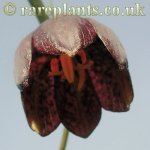 Fritillaria meleagroides