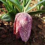 Fritillaria monantha