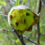 Fritillaria olgae