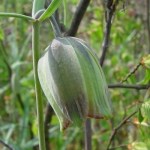 Fritillaria olgae