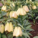 Fritillaria pallidiflora