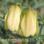 Fritillaria pallidiflora