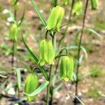 Fritillaria taipaiensis