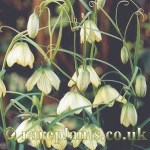 Fritillaria thunbergii