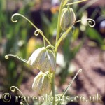 Fritillaria thunbergii