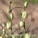 Fritillaria thunbergii